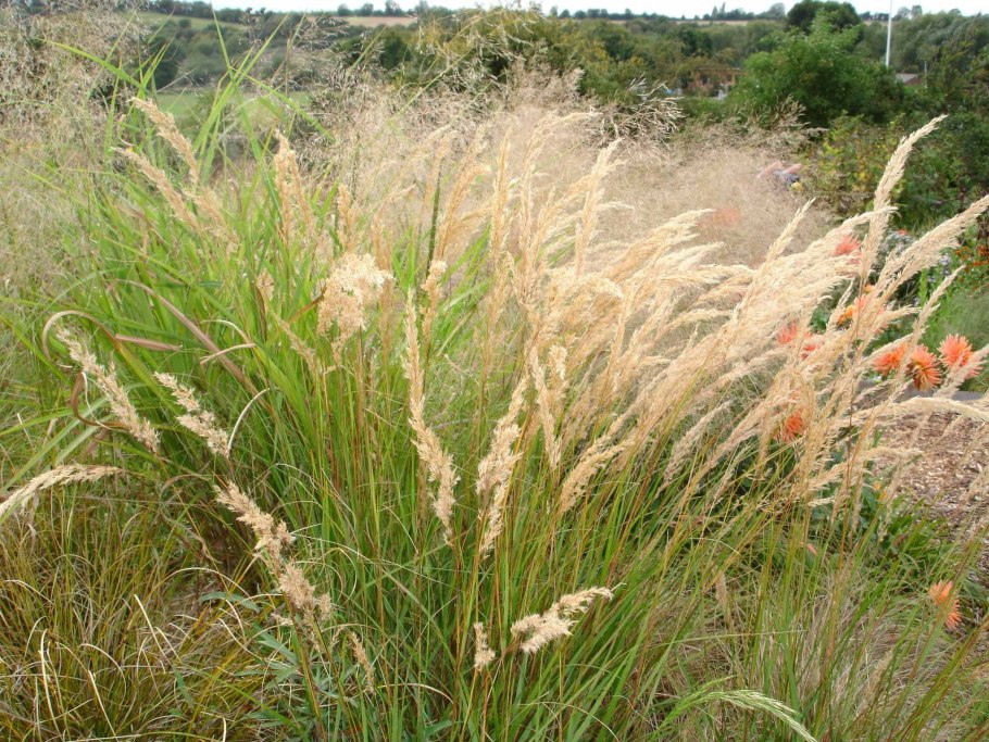 Calamagrostis neglecta