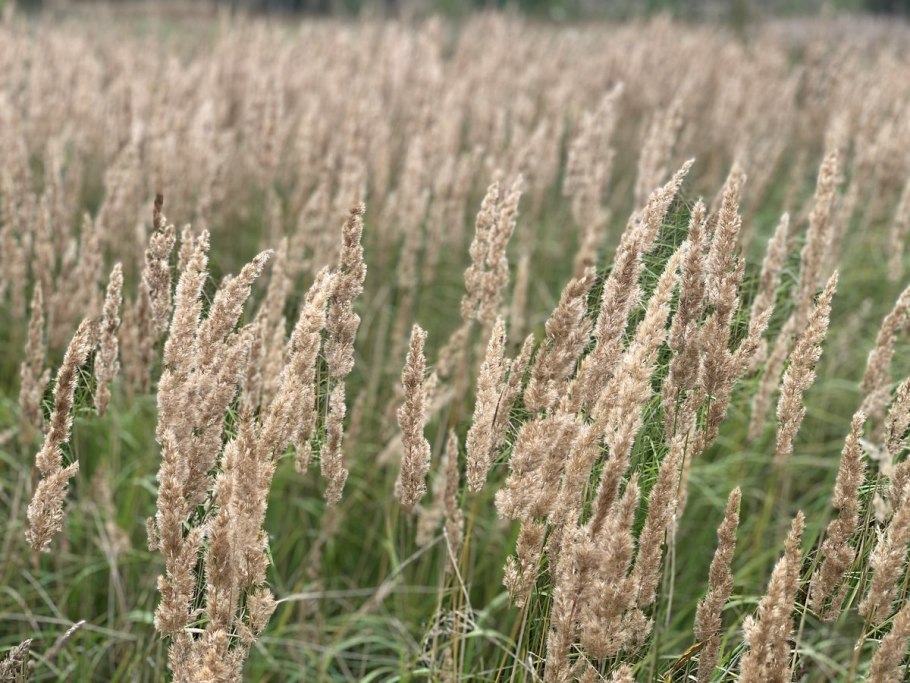Вейник эпигеус