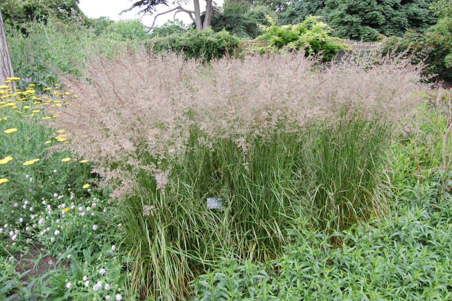 Вейник Карл Форстер