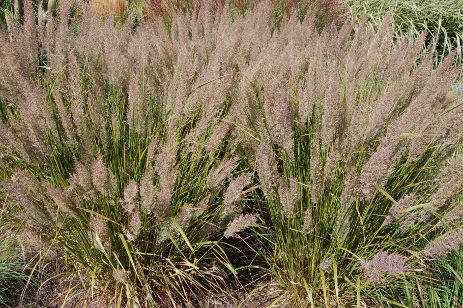 Вейник Calamagrostis brachytricha