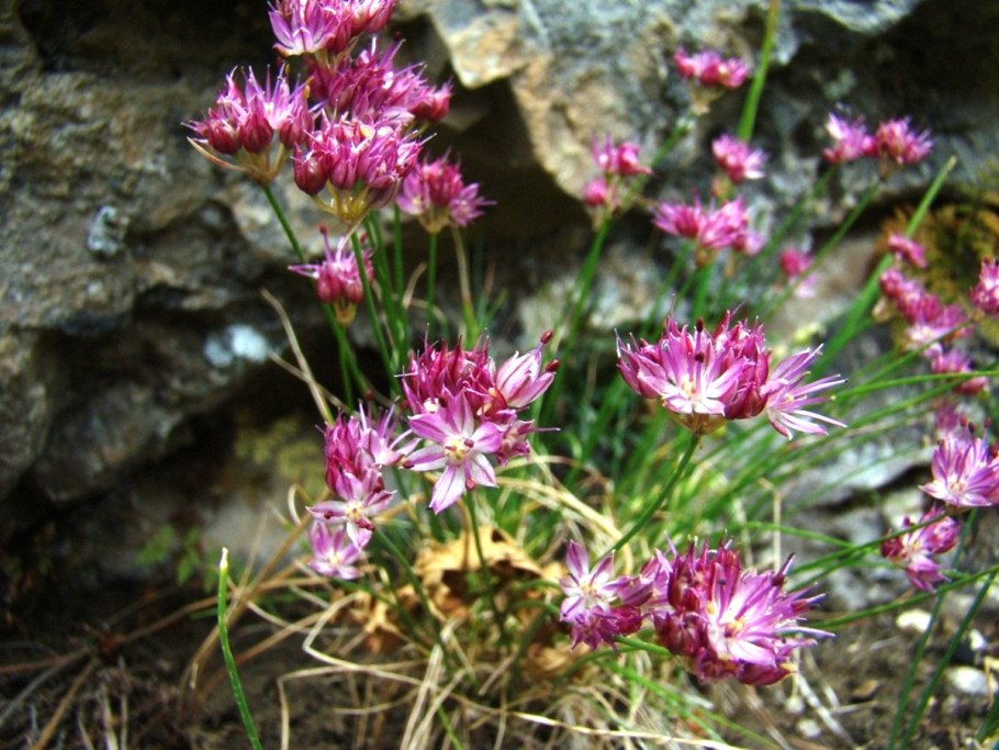 Лук нереидоцветный