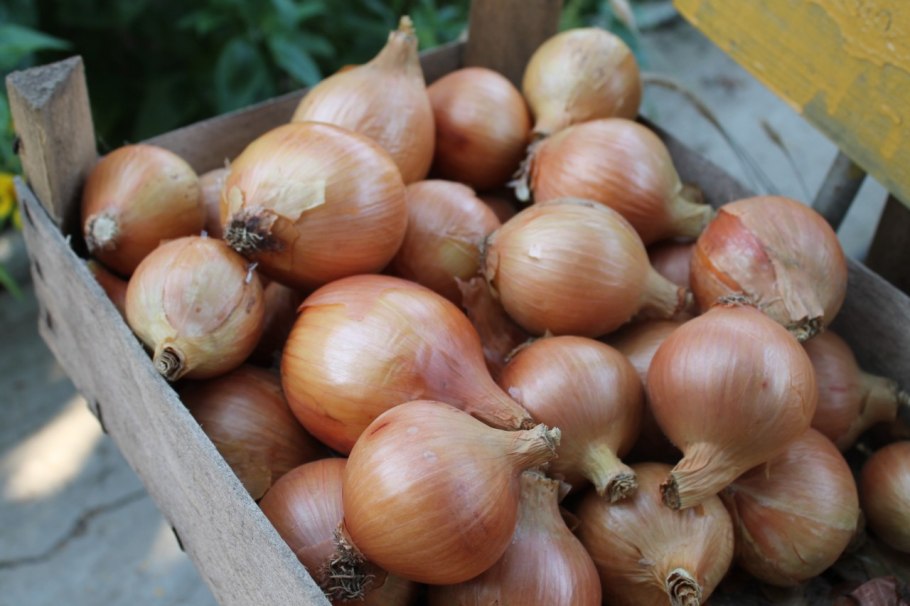 Лук-севок Россана