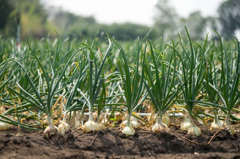 Лук Вольский выращивание