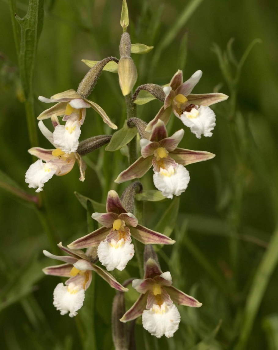 СТАГАЧКА однолистная