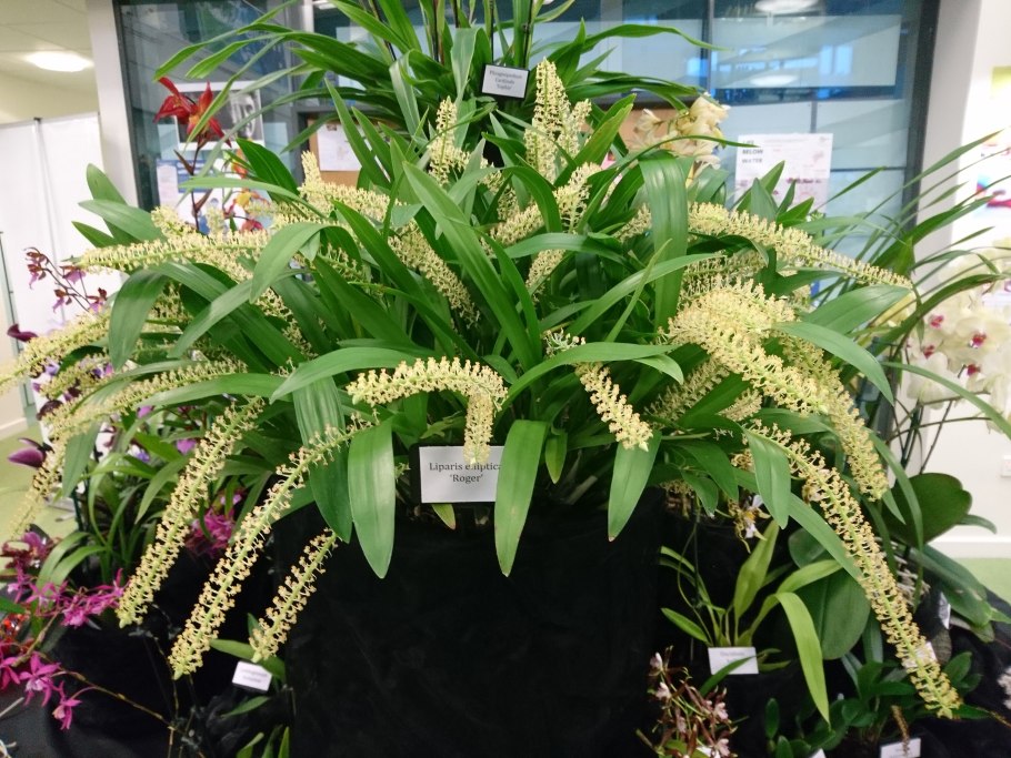 Лосняк лёзеля