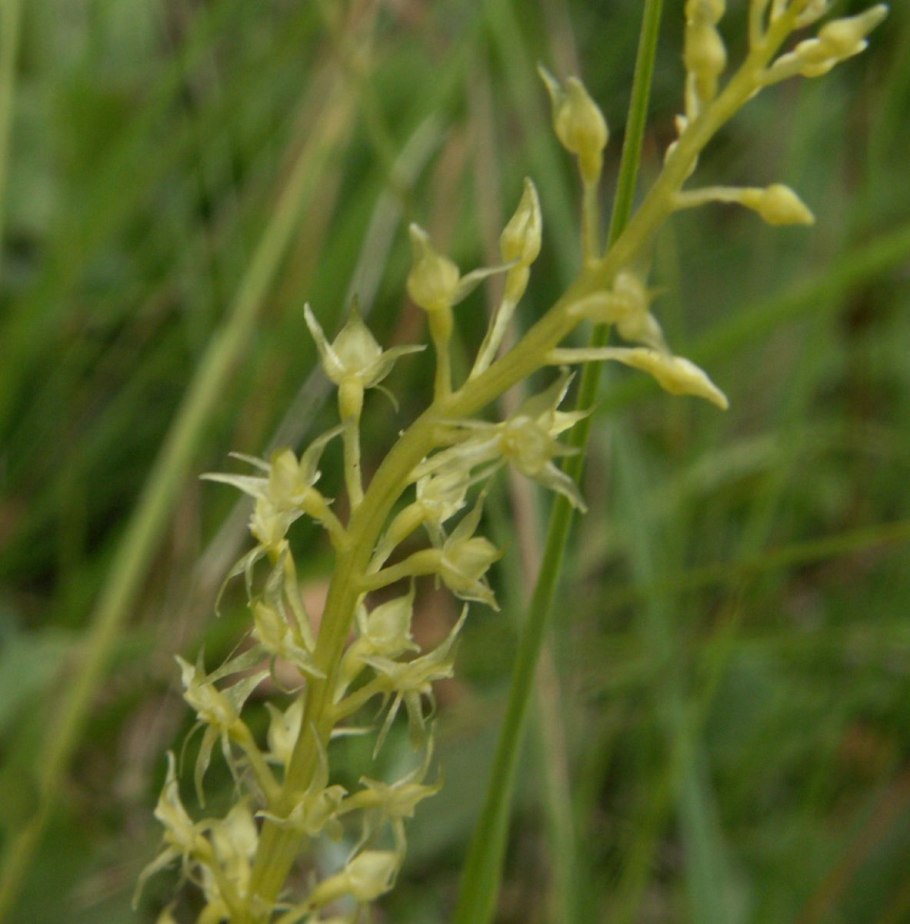 Любка двулистная ночная фиалка