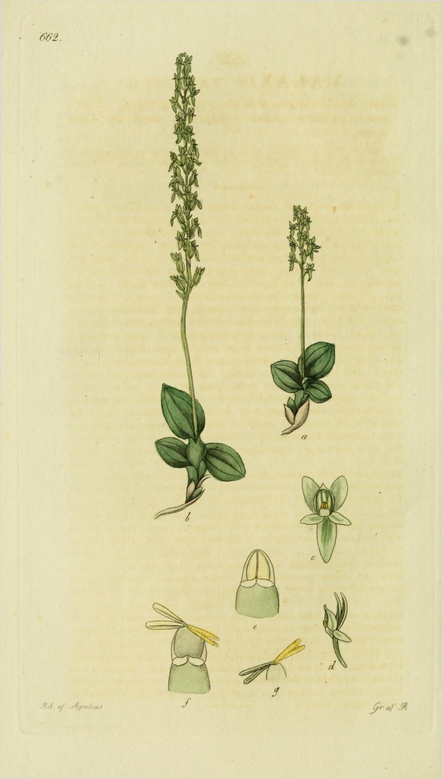 Любка двулистная ночная фиалка