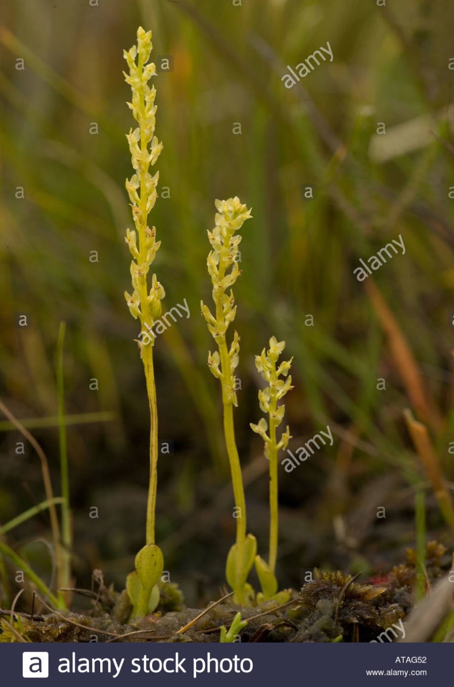 Гаммарбия болотная