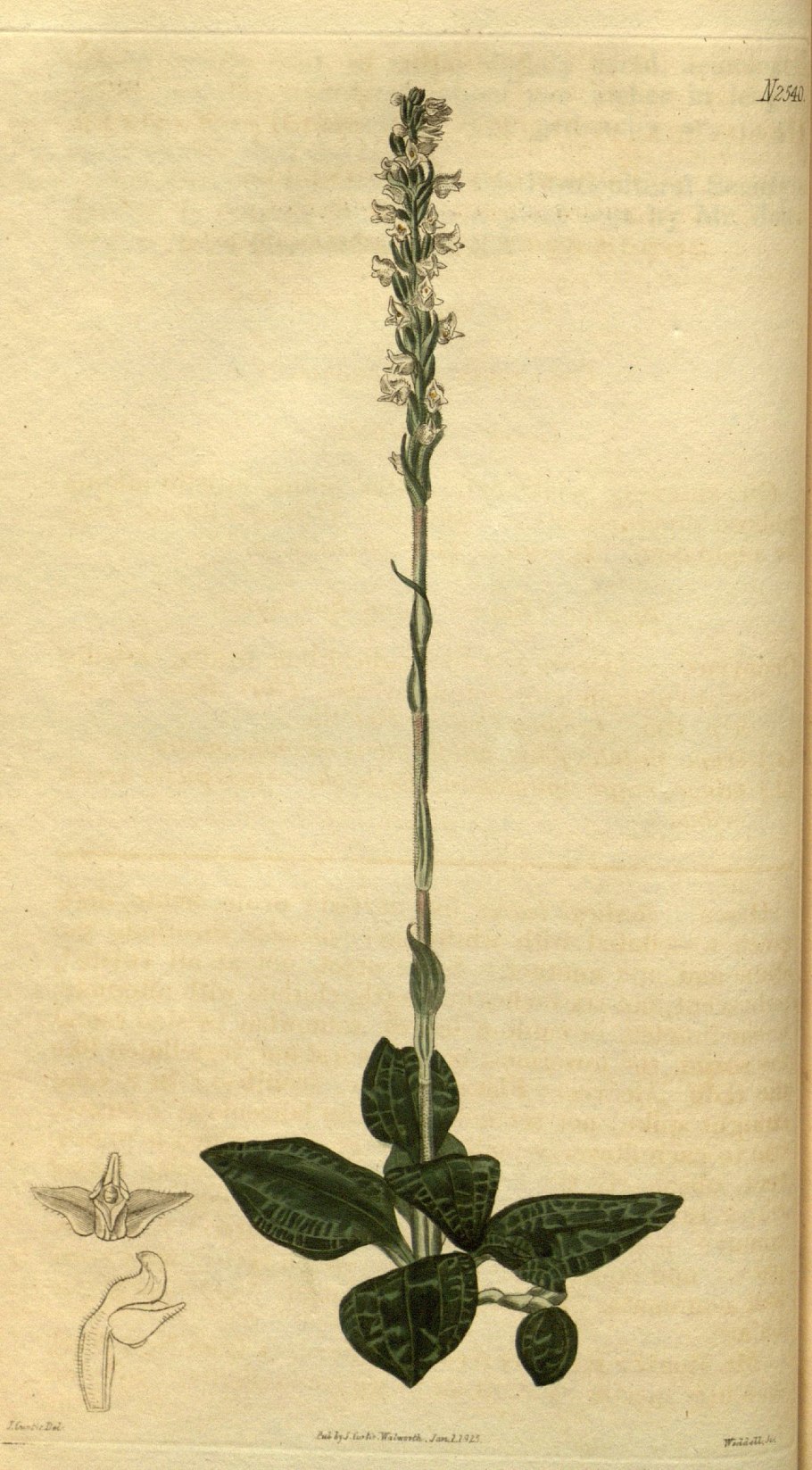 Platanthera chlorantha
