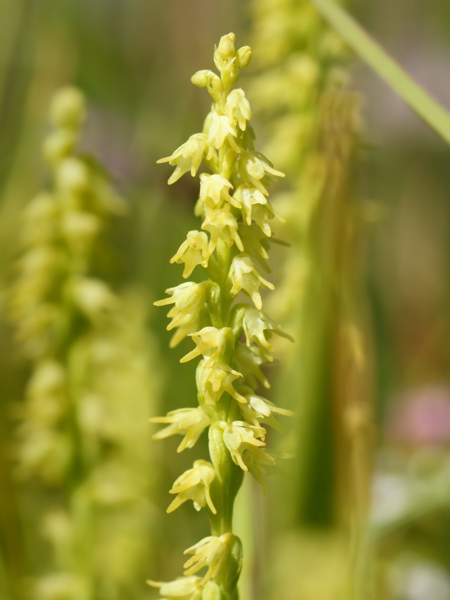 Ятрышник "яйцевидный"