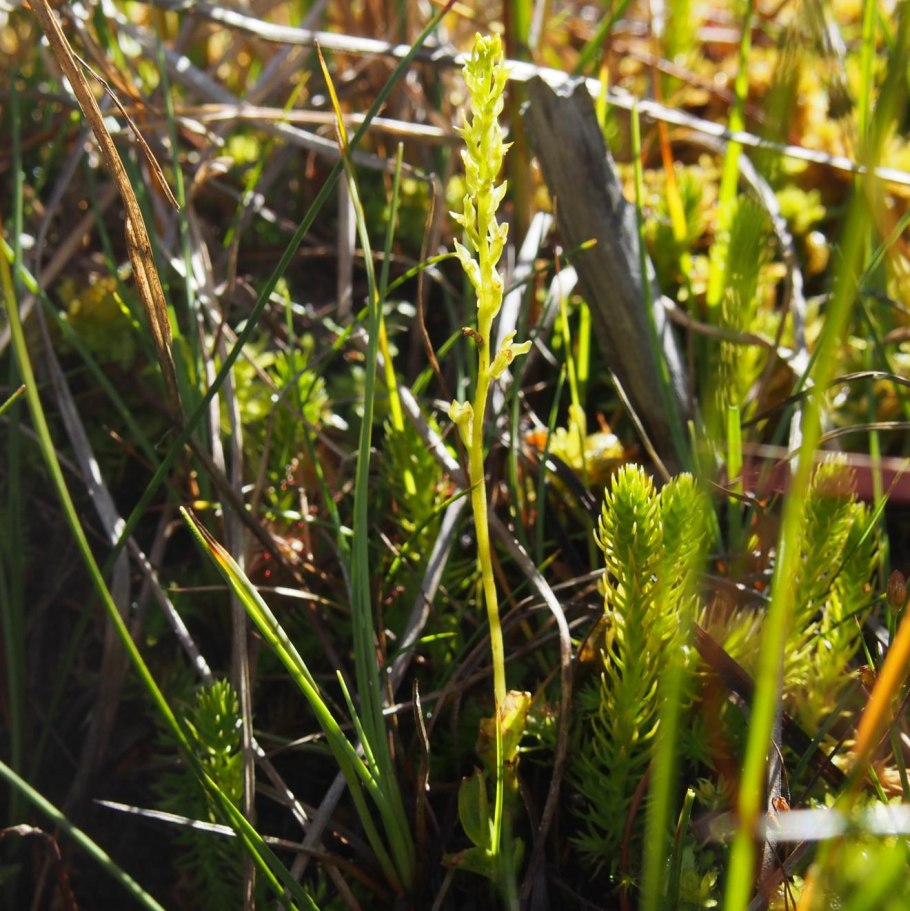 Мякотница однолистная Malaxis monophyllos