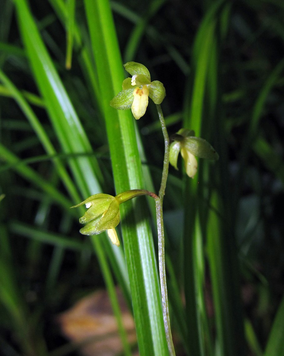 Ятрышник бледный