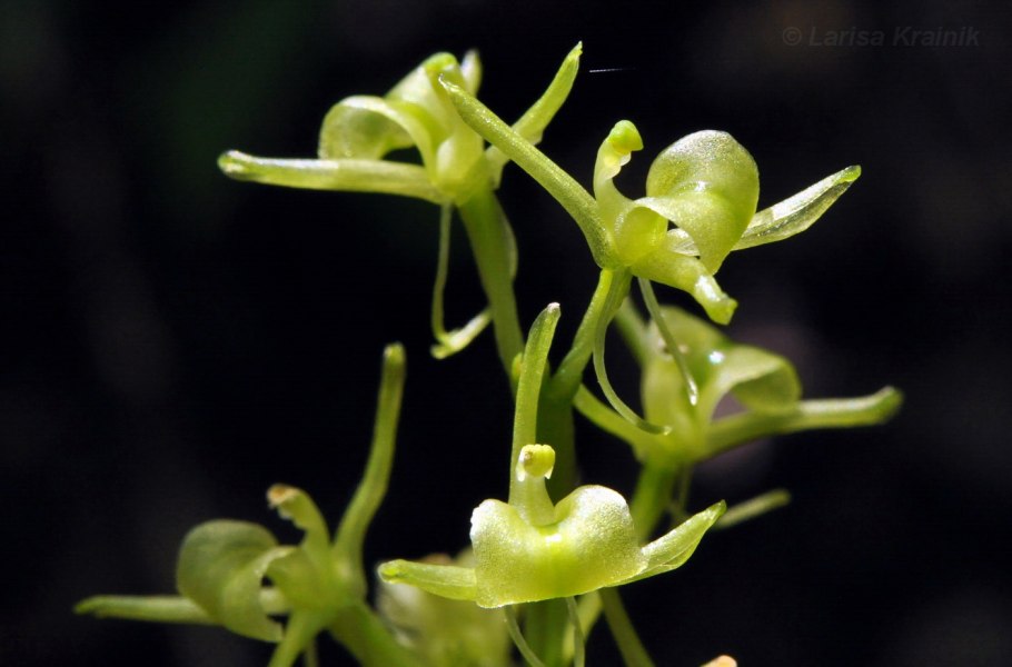Гаммарбия Болотная