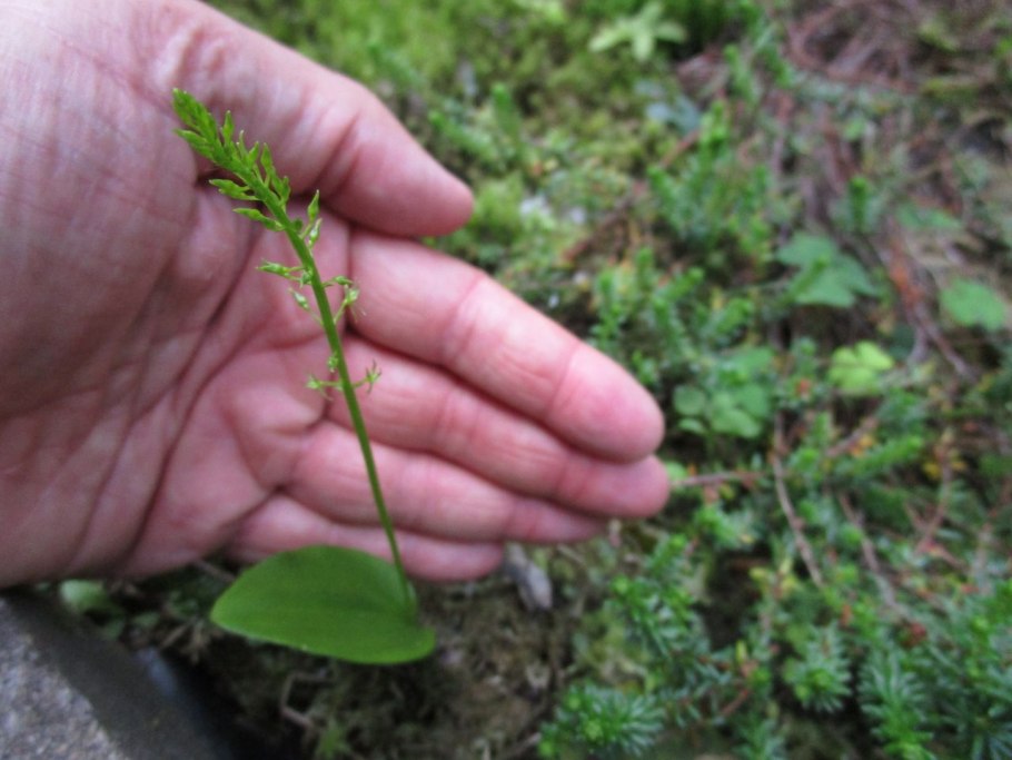 Мякотница Болотная