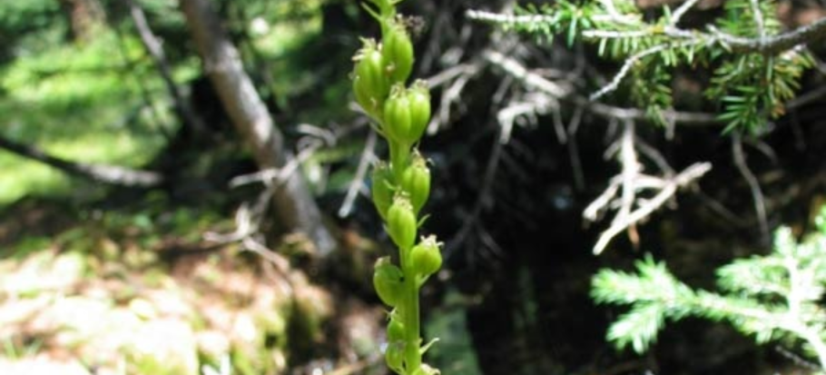 Бровник одноклубневый