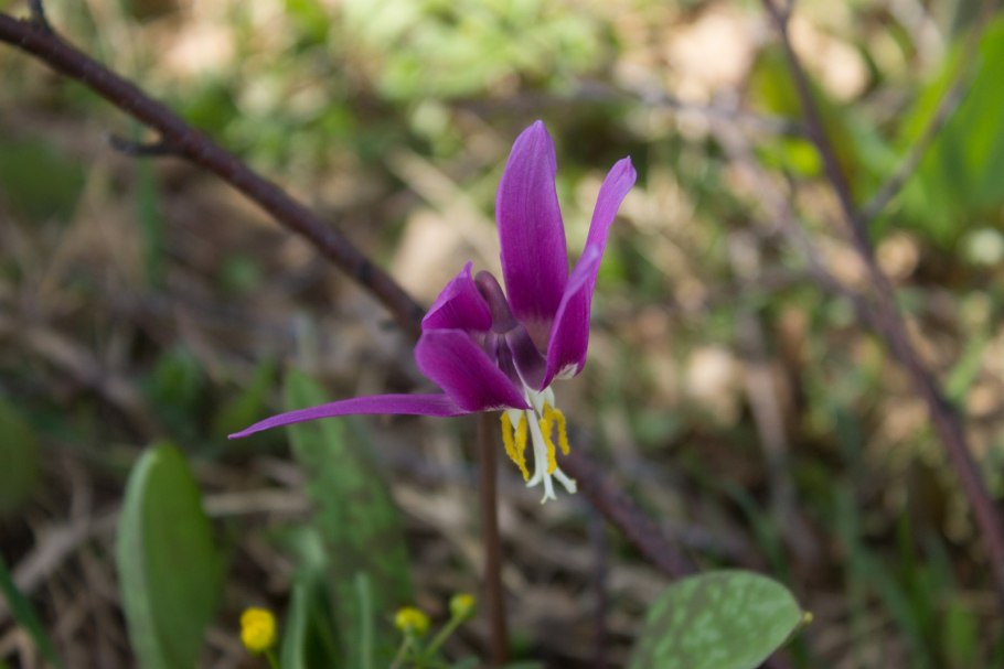 СТАГАЧКА однолистная