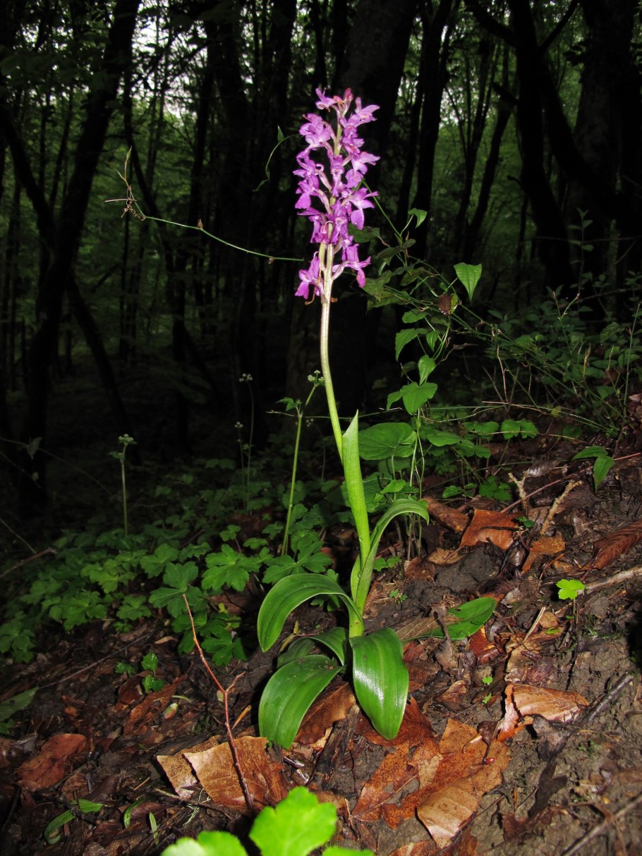 Ятрышник бледный