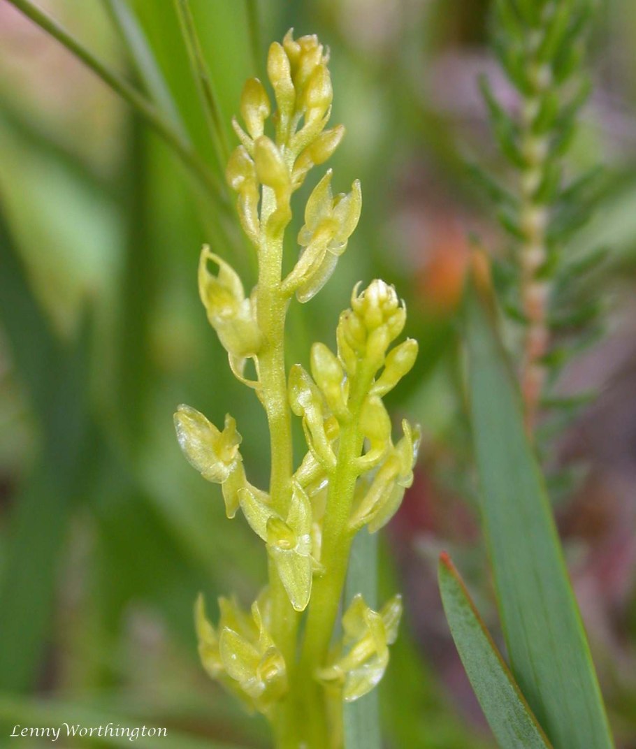 Хаммарбия Болотная