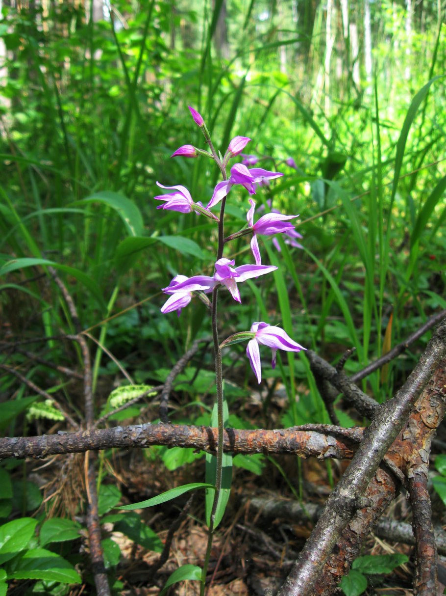 Орхидея Лосняк лёзеля