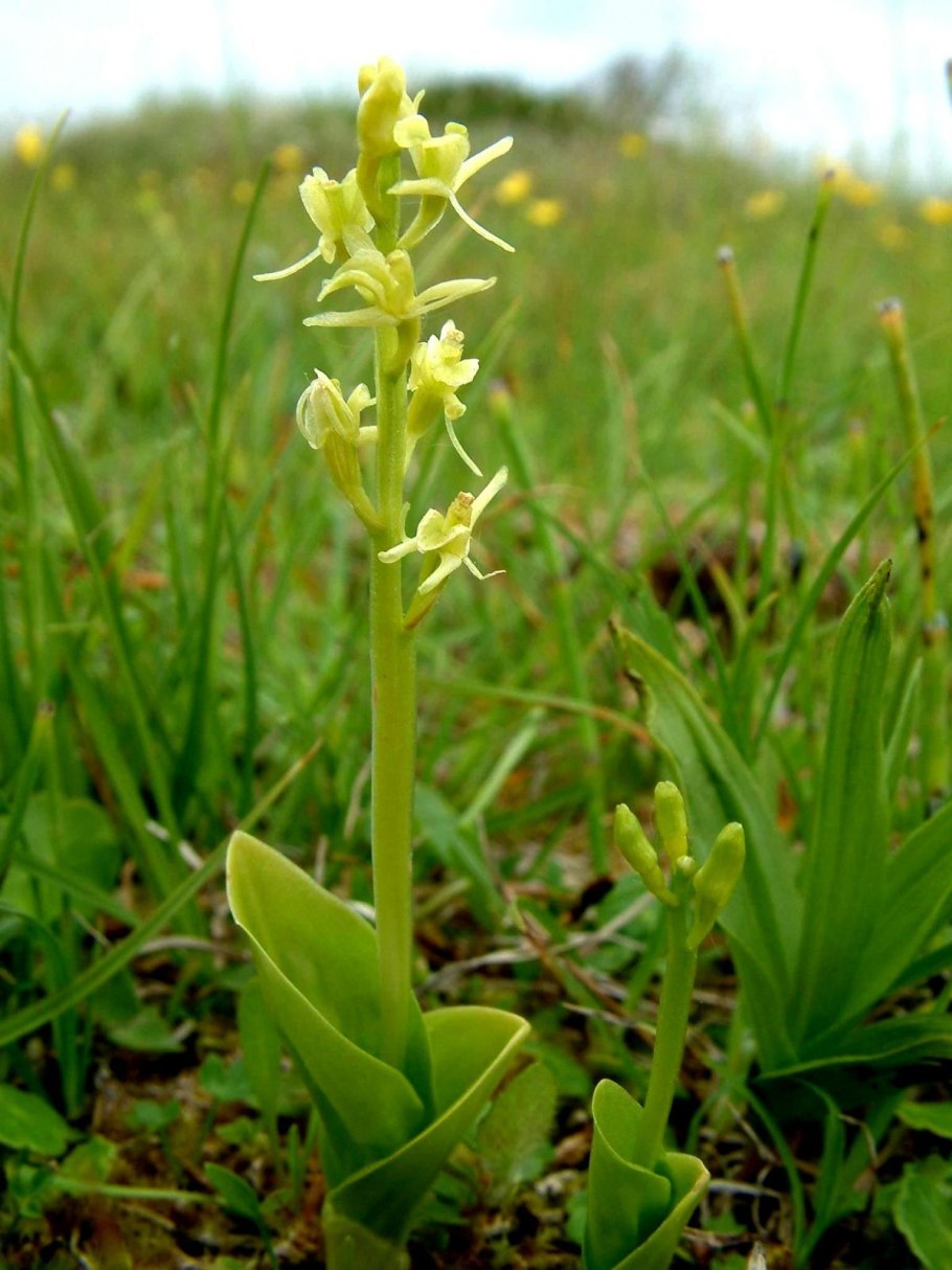 Орхидея Любка двулистная