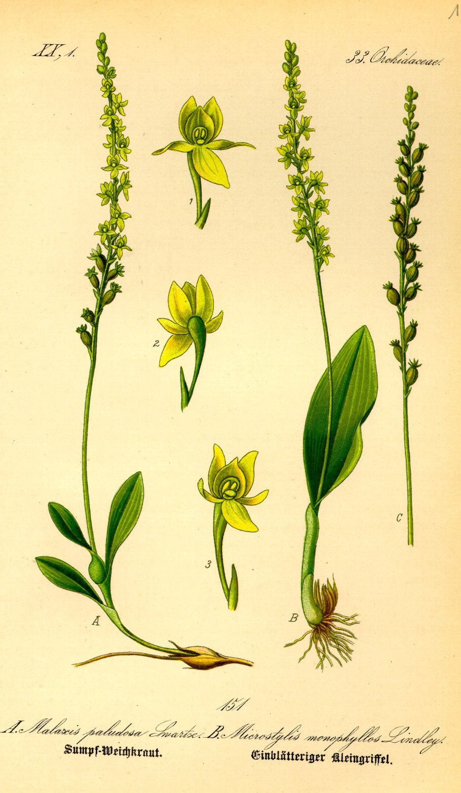 Ranunculus monophyllus Лютик однолистный