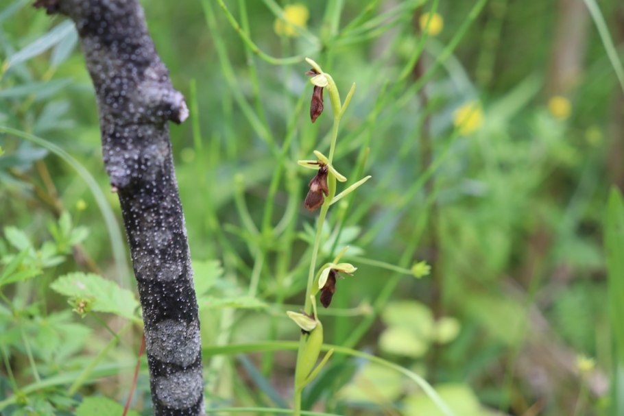 Ophrys insectifera