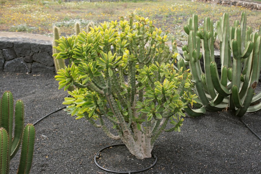 Euphorbia wulfenii