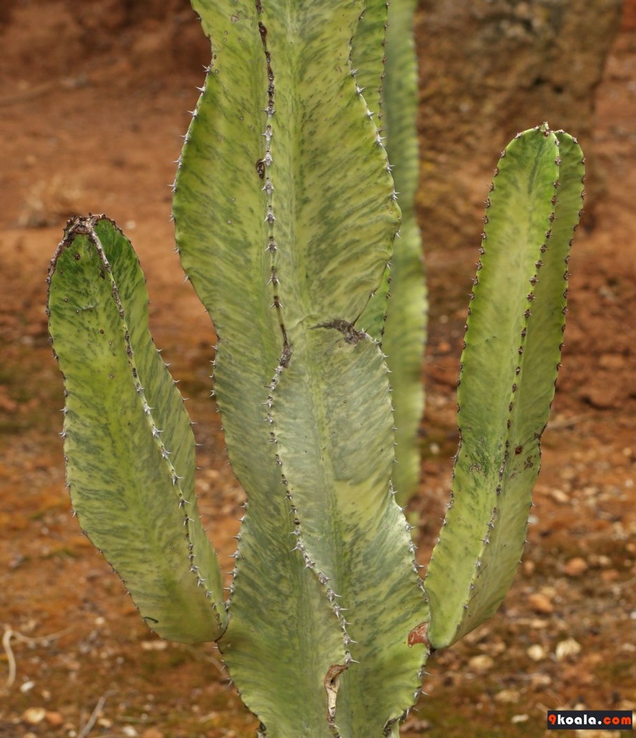Euphorbia ammak variegata