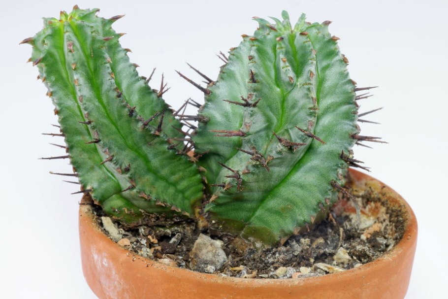 Молочай молочный