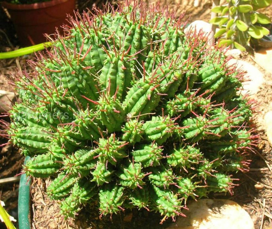 Euphorbia ammak