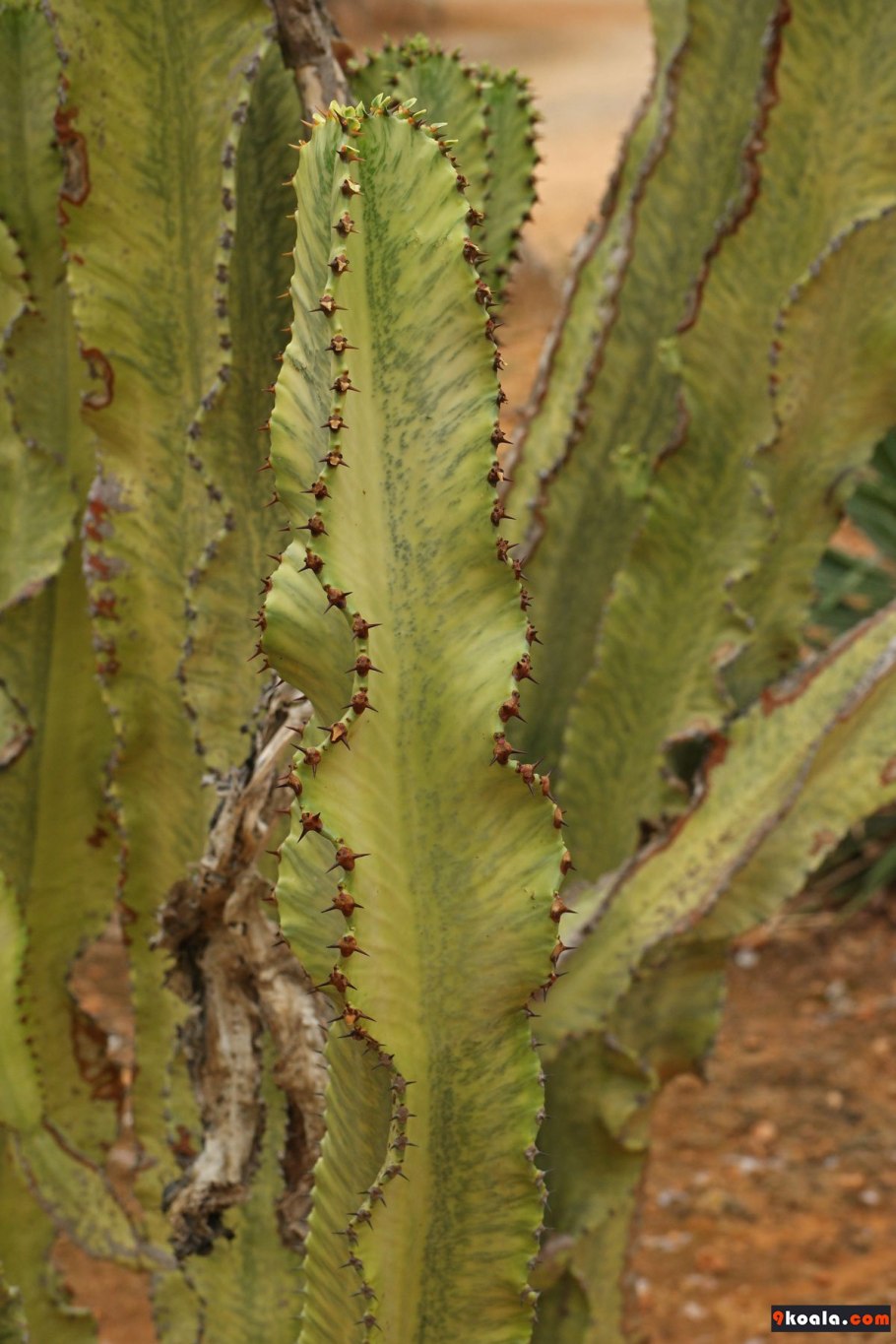 Цветок молочай эуфорбия