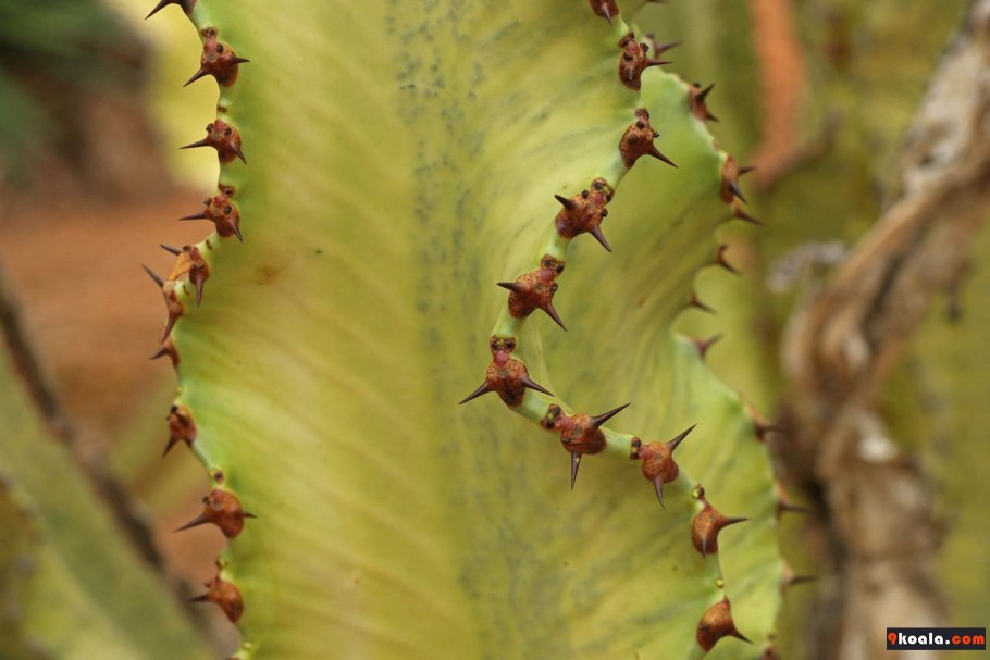 Эуфорбия хоррида Кристата