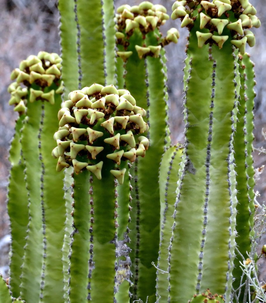 Молоча́й смолоно́сный (Euphorbia resinifera)