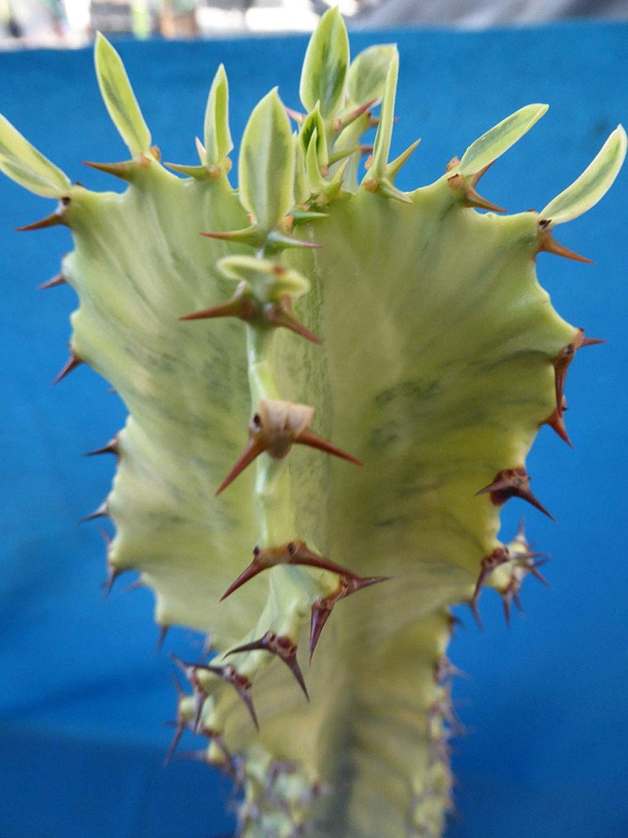 Euphorbia (эуфорбия,молочай)