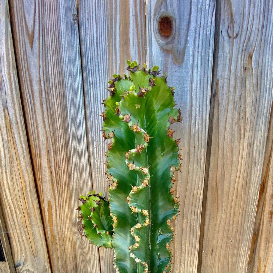 Эуфорбия полиаканта