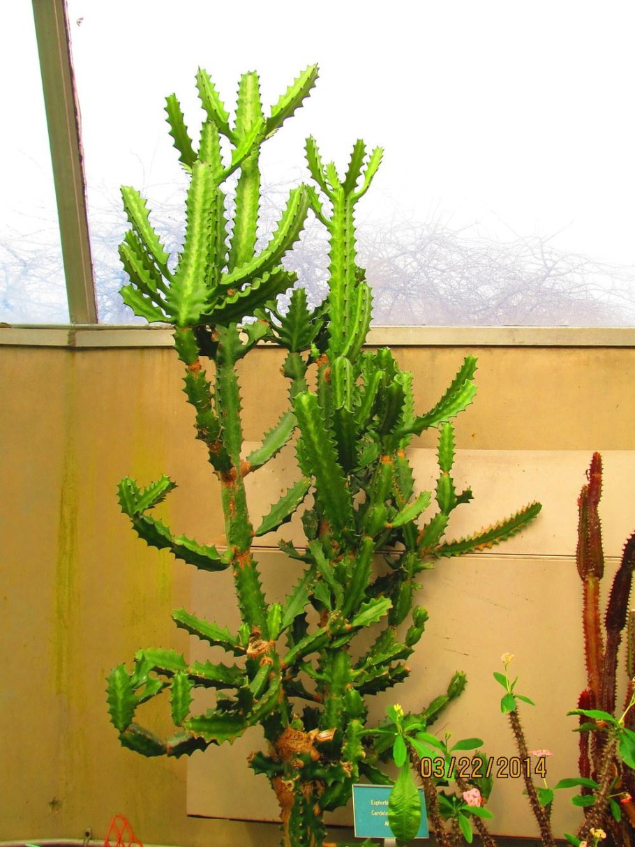 Euphorbia dimorphocaulon