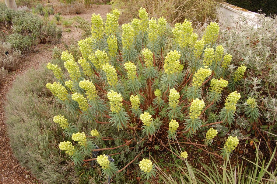 Euphorbieae дома