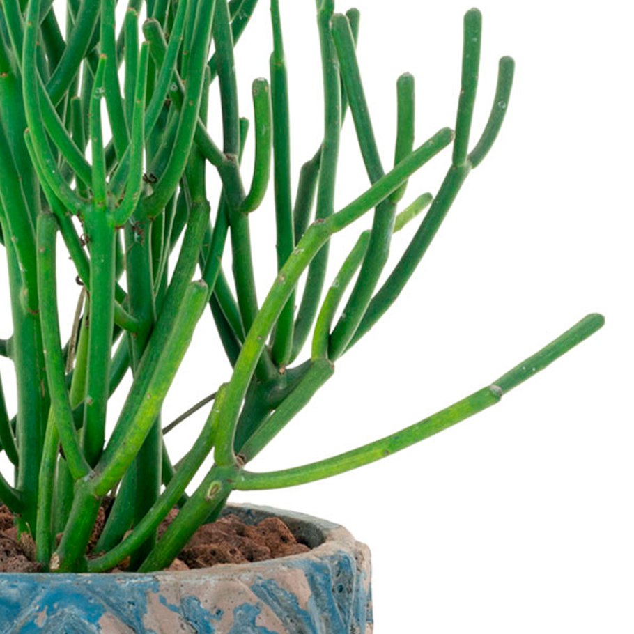 Молочай Канарский