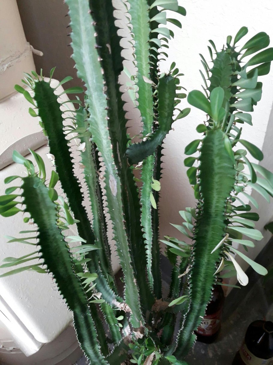 Молочай эуфорбия тирукалли