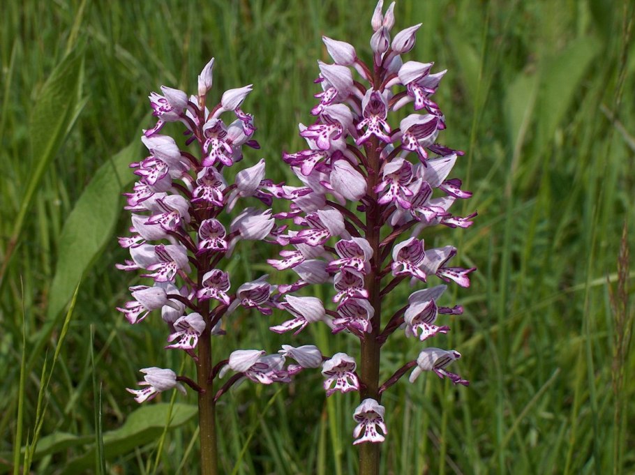 Ятрышник шлемоносный (Orchis militaris),