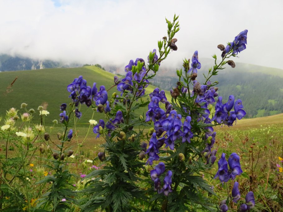 Аконит клобучковый Aconitum napellus