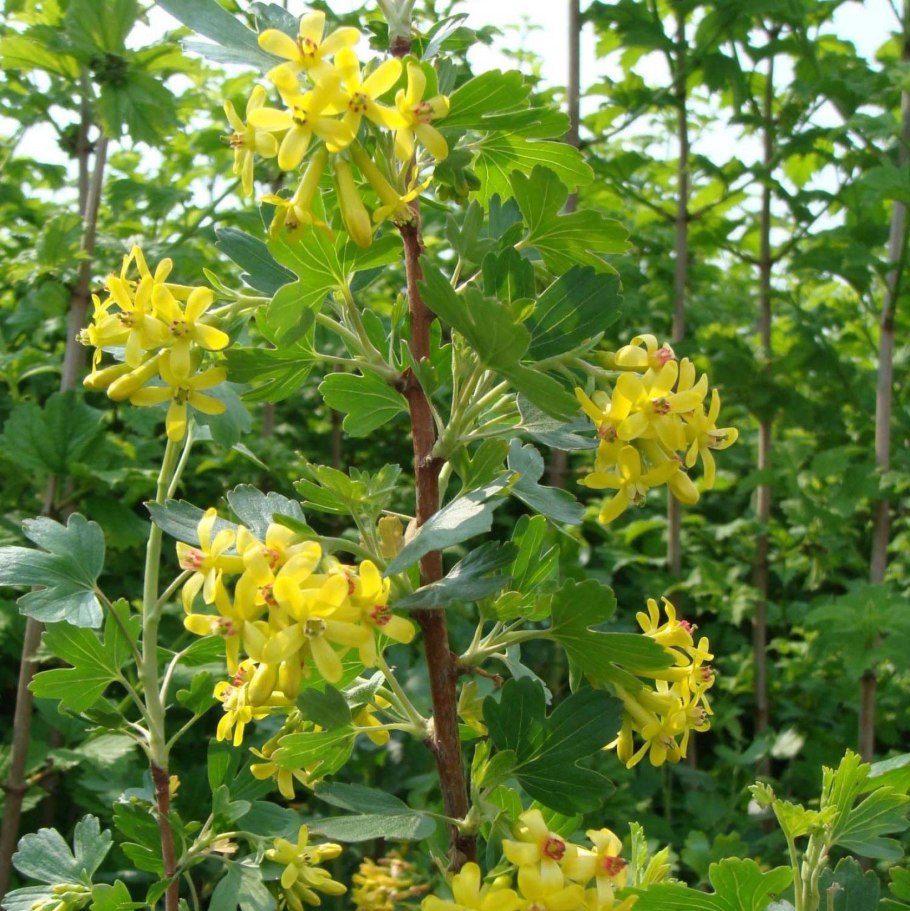 Смородина золотистая (ribes odoratum