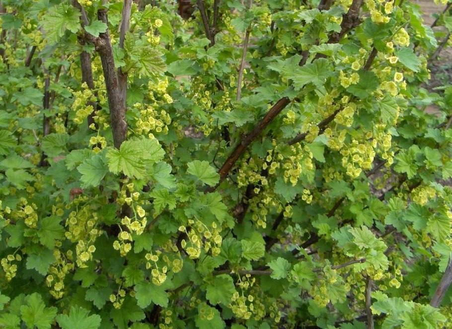 Смородина золотистая (ribes odoratum