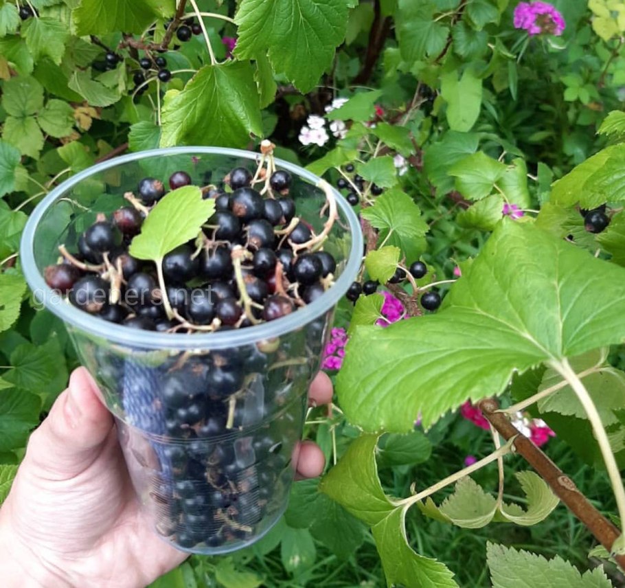 Смородина душистая куст