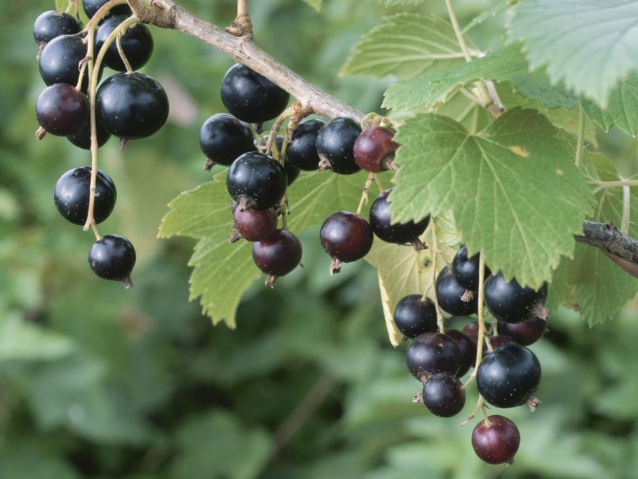 Смородина Селеченская