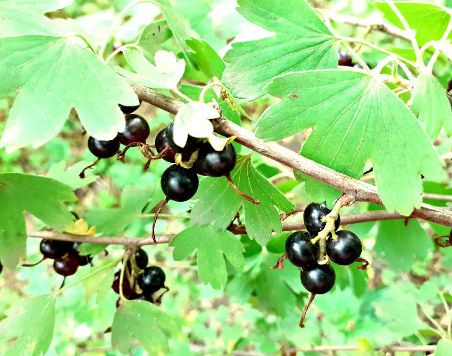 Смородина душистая ribes odoratum