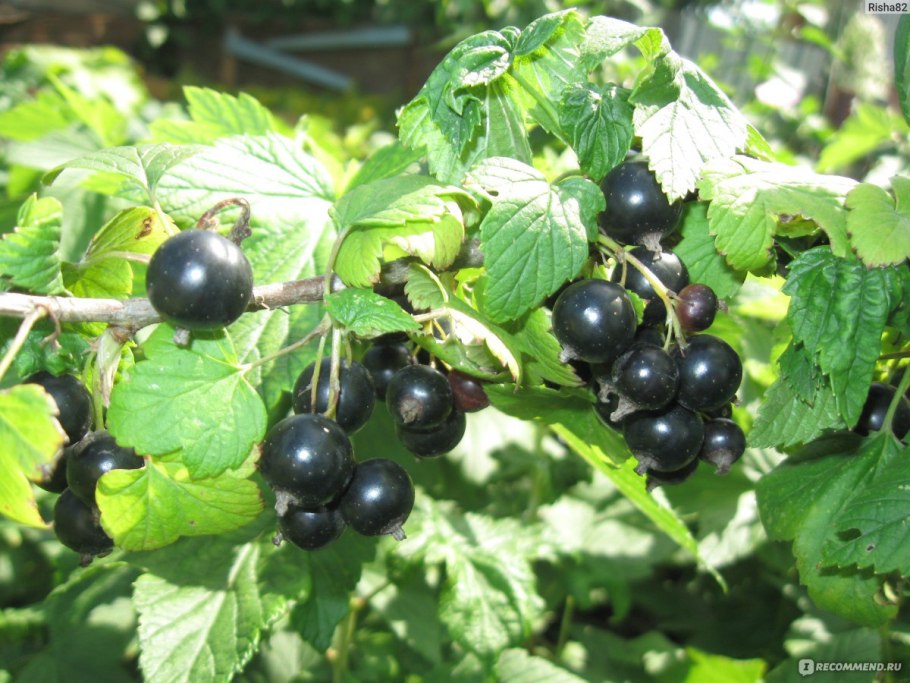 Смородина пахучая