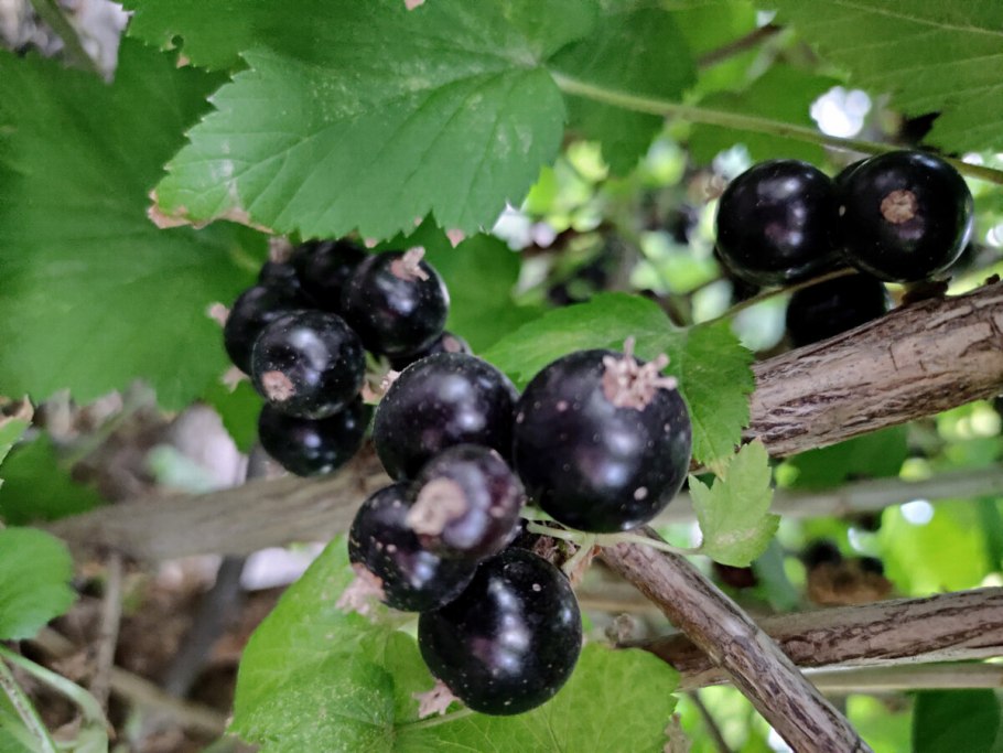 Смородина золотистая Мускат