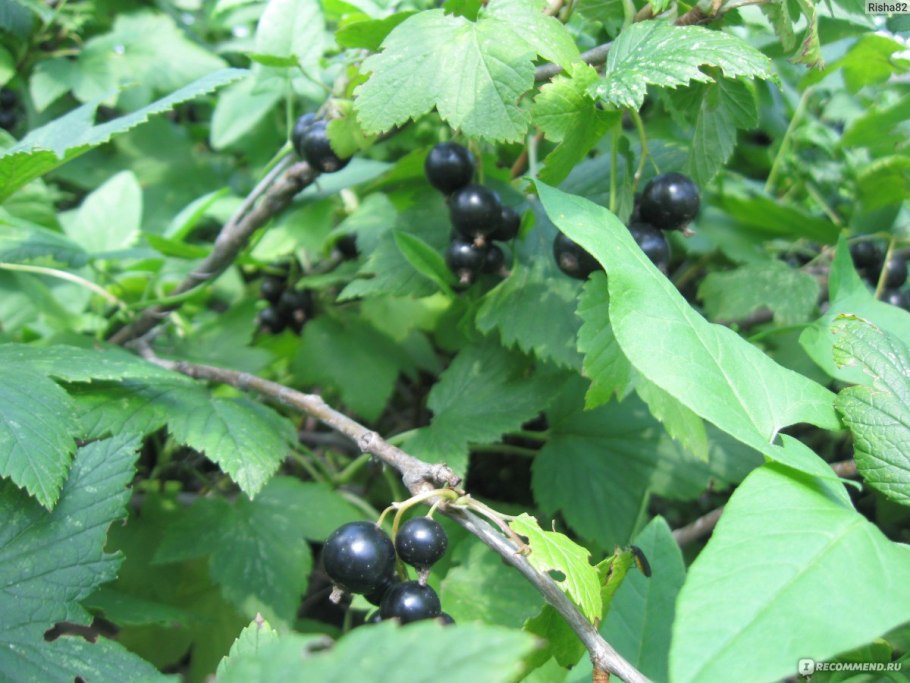 Смородина черная Вологда