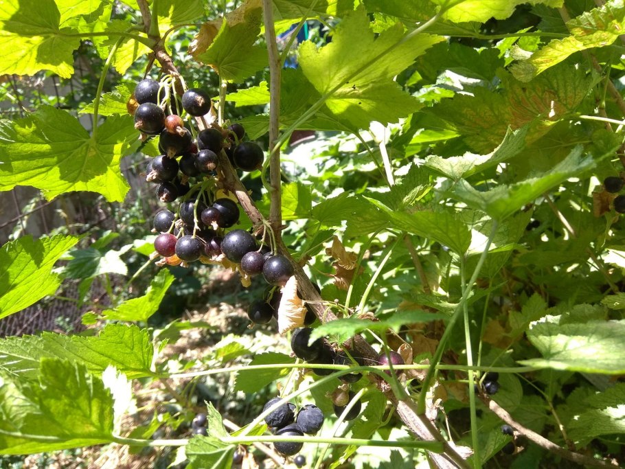 Душистая смородина черная